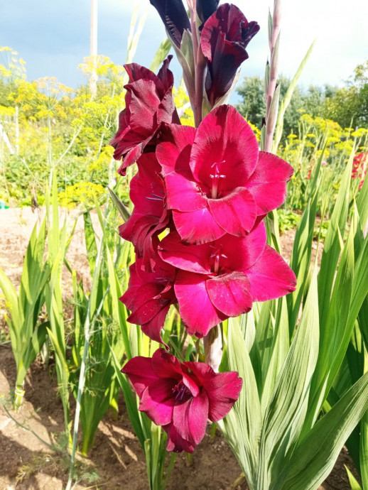 Люблю я гладиолусы