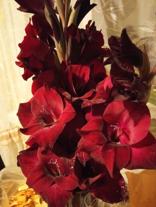 Люблю я гладиолусы