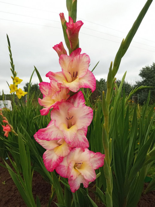 Люблю я гладиолусы