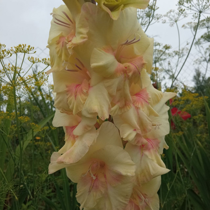 Люблю я гладиолусы