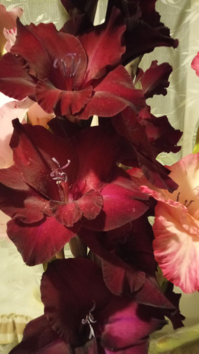 Люблю я гладиолусы