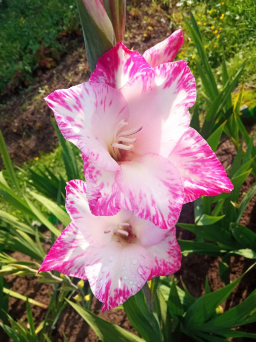 Люблю я гладиолусы