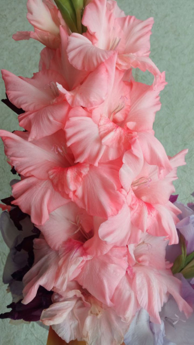 Люблю я гладиолусы