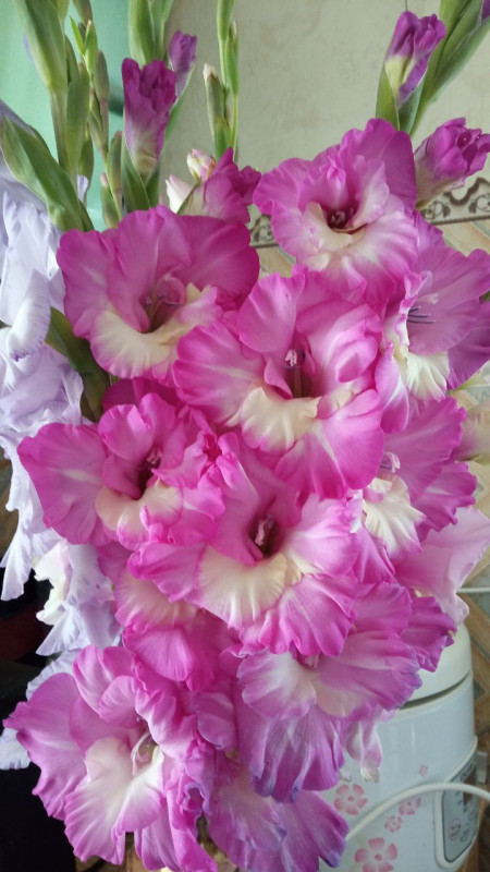 Люблю я гладиолусы