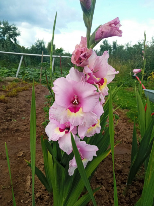 Люблю я гладиолусы