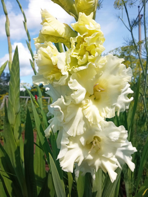 Люблю я гладиолусы