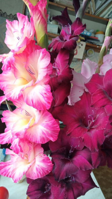 Люблю я гладиолусы