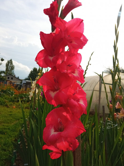 Люблю я гладиолусы