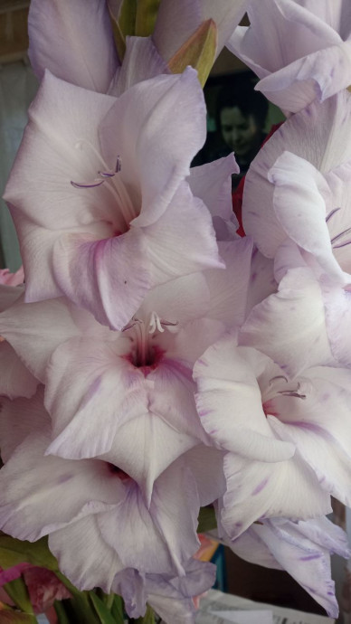 Люблю я гладиолусы