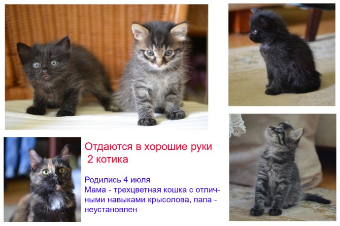 Два котенка ищут дом и заботливых хозяев - для Москвы, Мытищ, Лобни и Химок