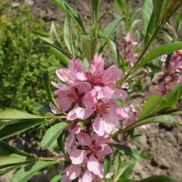 Сладкая парочка