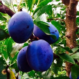 Комплект для Ника