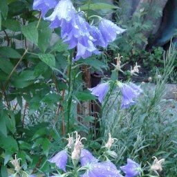 Мой цветочный рай!!!