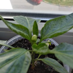 Балконное счастье