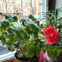 Мои цветочки..и продолжение работ.