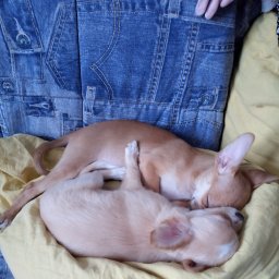 Наше,домашнее.