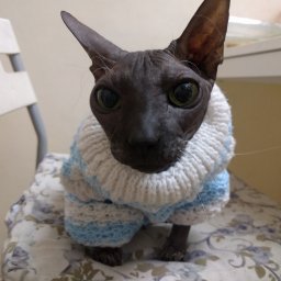 Котосвитер