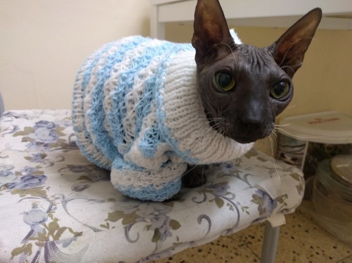 Котосвитер Котосвитер