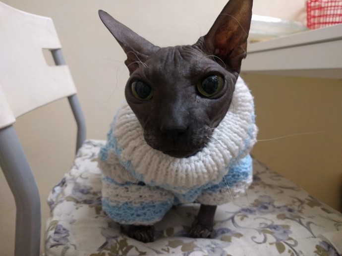 Котосвитер Котосвитер