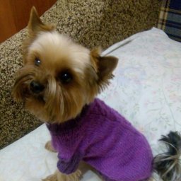 Свитера для йорка