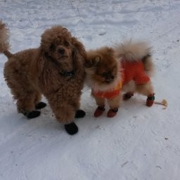 для питомцев