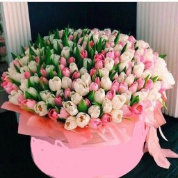 aleftina59 aleftina59