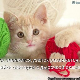 katejka81 katejka81