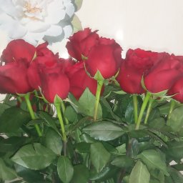 Джулия Джулия