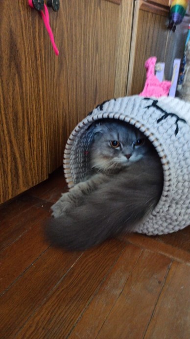 Домик для кота.. Домик для кота..
