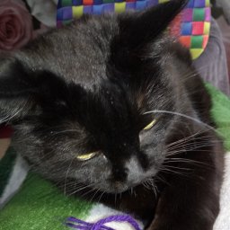 Коврик в туалет