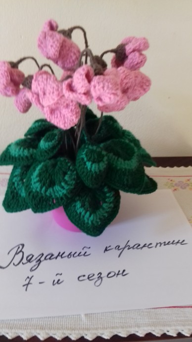 Зимний цветок "Цикламен" (связанный крючком) 2 Зимний цветок "Цикламен" (связанный крючком) 2