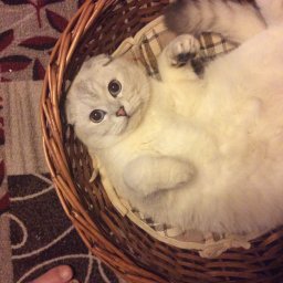 Прибавки на живот