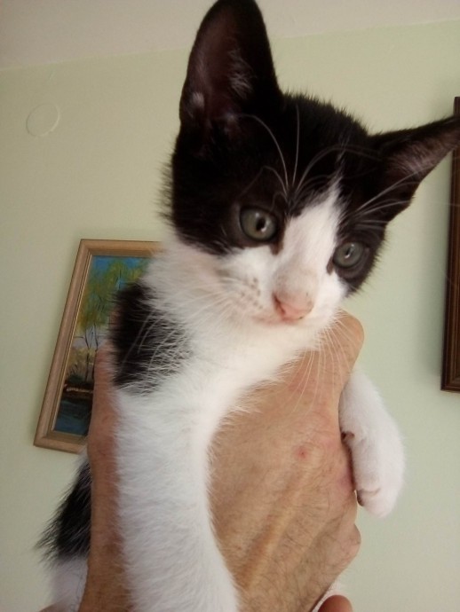 Самый чудесный котенок на свете. Самый чудесный котенок на свете.
