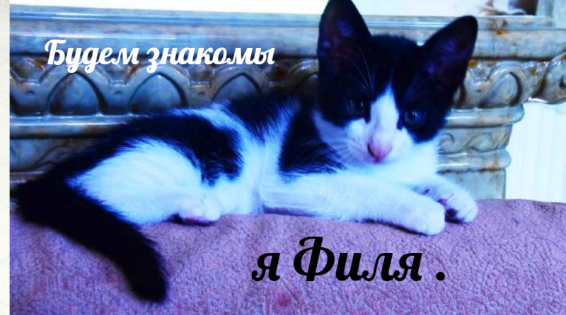 Самый чудесный котенок на свете.