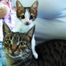 Буся и Пифагор.