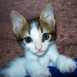 Пифагор - спустя пять дней.