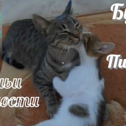 Кошачьи будни. ( Бусенька и Пифагор)