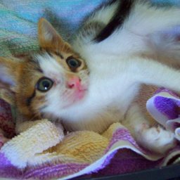 Спасение котенка от хулиганов.