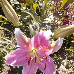 Благодарность