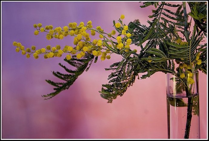 Нужна ли ветка мимозы вода. Ветка мимозы. Мимоза Эстетика. Mimosa verrucosa. Веточка мимозы.