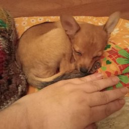 Меня зовут Русгвардия и мне нужна зимняя шапка