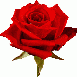 ladyslipperpe ladyslipperpe