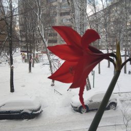 снежинки на елке