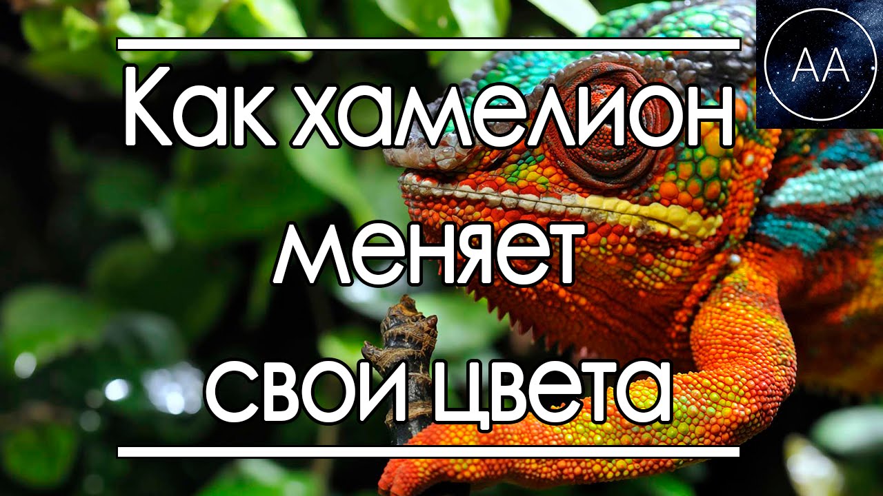 Хамелеон меняет цвета Хамелеон меняет цвета