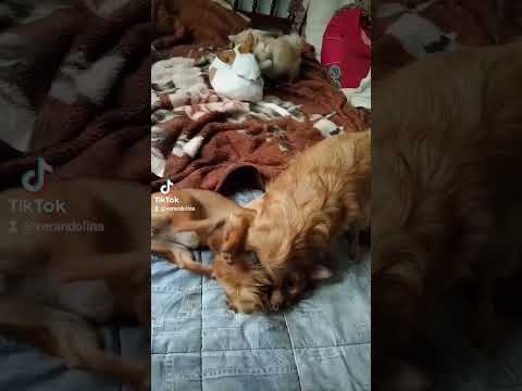 Мои хорошие.